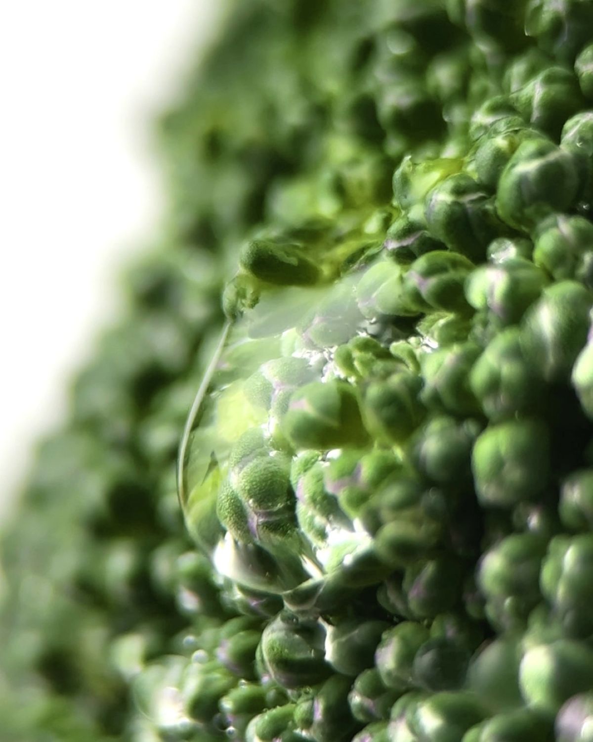 Conditioner 250ml - Haarspülung